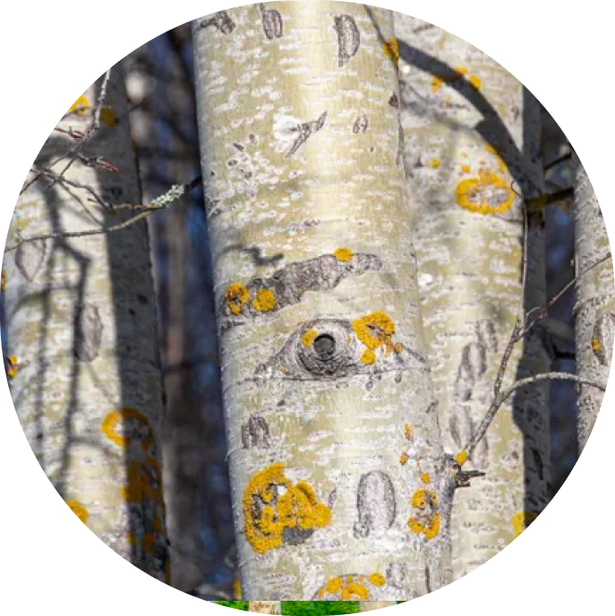 Haavametsa hektari hind