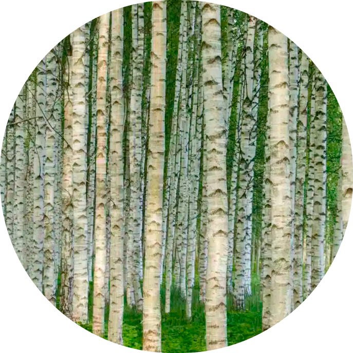 Kasemetsa hektari hind