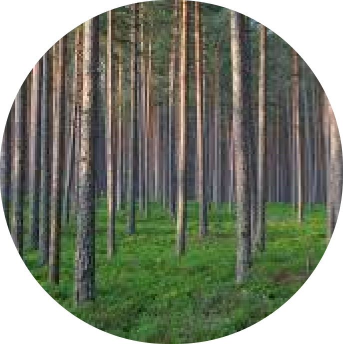 Männimetsa hektari hind